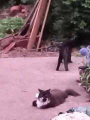 Cats used to be worshiped as Gods...