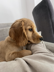 Cockapoo F1 no poo