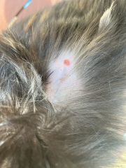 Could a bird do this to a cat ?