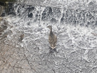 Come and tell me your dull and unexciting news 25: Calmly through the day 