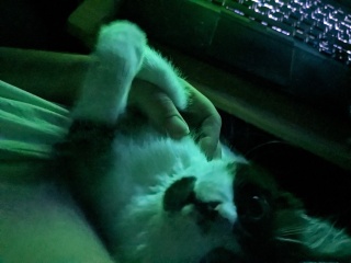 To put kitten in kitten jail for short periods? 