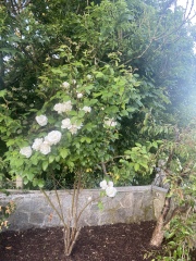 Rose ID & Deadheading advice 