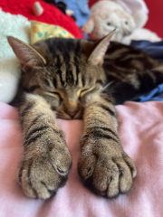 Cats used to be worshiped as Gods...
