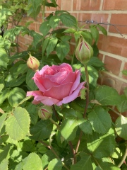 What have you done in the garden today?