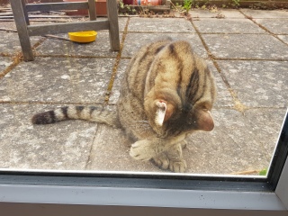 Thug cat part 5 - For he will not do destruction, if he is well-fed, neither will he spit without provocation.