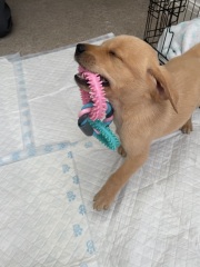 Labrador puppy coming home tomorrow, any advice?