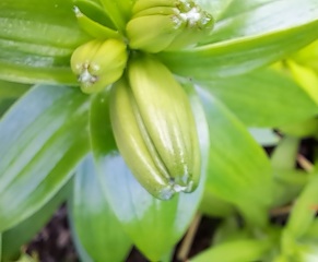 Lilies?