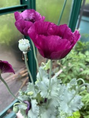Do you deadhead poppies?