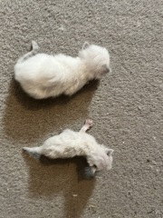 Any cat breeders had a kitten THIS small? 