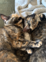 Hopefully my new two beauties