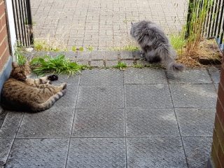 Thug cat part 5 - For he will not do destruction, if he is well-fed, neither will he spit without provocation.