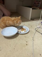 New kitten ! Name help!