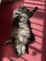 Cats used to be worshiped as Gods...