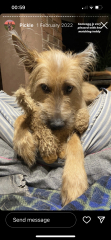 Are all German shepherds anxious reactive nutcases now? 