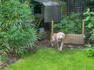 Puppy survival thread part 2