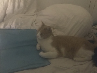 A Very Great Quantity Of Excellent Cats