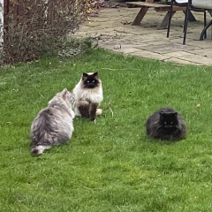 Siberians