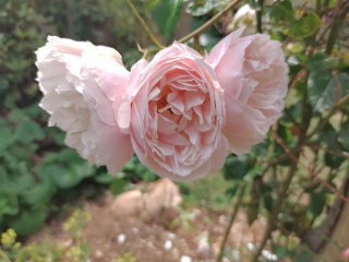 Rose Appreciation Thread
