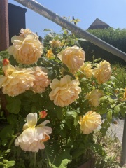 Help identifying these roses
