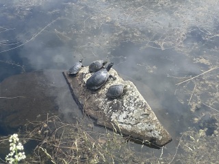 Come and tell me your dull and unexciting news 25: Calmly through the day 