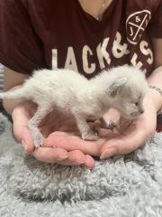 Any cat breeders had a kitten THIS small? 