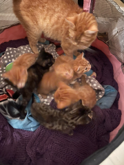 Advice please! Cat close to birth?