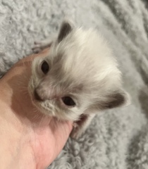 Any cat breeders had a kitten THIS small? 