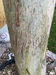 Is my Eucalyptus tree diseased/dying?