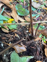 Is my hypericum done for? 