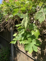 Grapes??