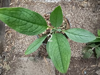 'Wildflowers' packet germinated, but what the heck are they?! Plant ID help please 