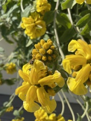 Can anyone identify this plant in my garden