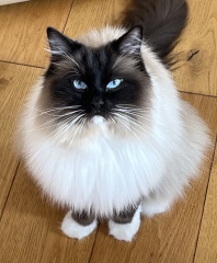 A Very Great Quantity Of Excellent Cats