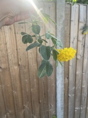 What's this tree/shrub?