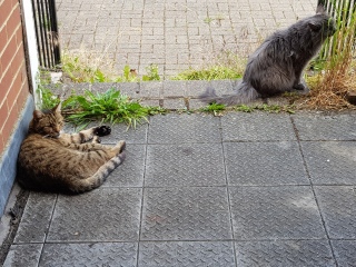 Thug cat part 5 - For he will not do destruction, if he is well-fed, neither will he spit without provocation.