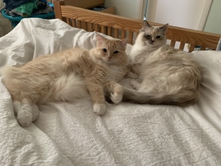Adding a second, adult, male cat?!