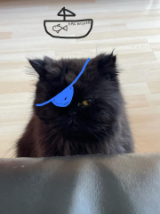 My darling girl is having an eye removed today