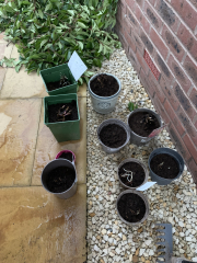 I bought 160 bare root  perennials for £40!