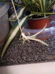 Plants in the bathroom