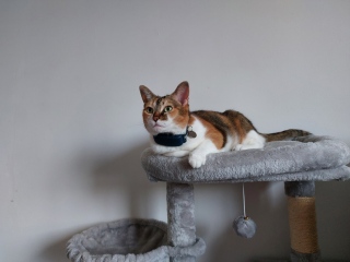 Let's have a happy thread. Show me your kitties.