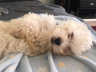 Puppy survival thread part 2