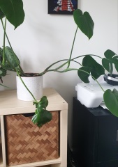 Does my monstera need a bigger pot?