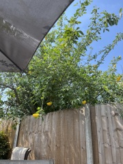 What's this tree/shrub?