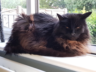 Cats used to be worshiped as Gods...
