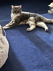 Both cats not come home