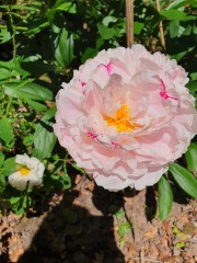 Have your peonies sprouted yet?