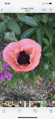 Do you deadhead poppies?