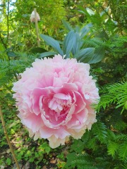 Have your peonies sprouted yet?