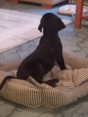 Royal Style and Beauty: Trooping forward - colour glitter and style but more tiaras may take a while..