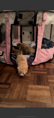 New litter of kittens. Looking for some wisdom!
